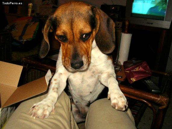 La foto del perro
