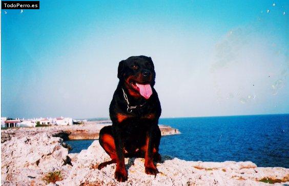 La foto del perro