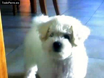 Foto del perro Maggie