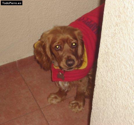 La foto del perro