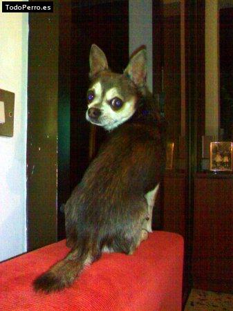 La foto del perro