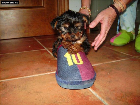La foto del perro