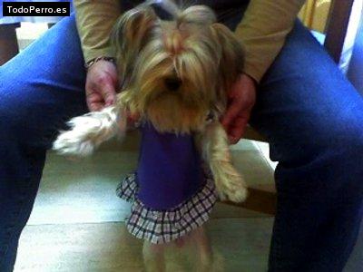 La foto del perro