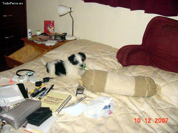 La foto del perro