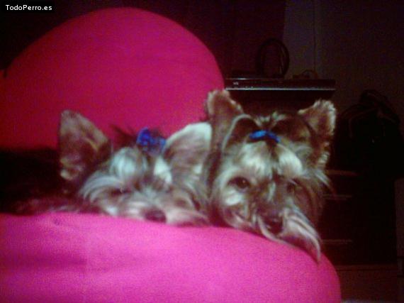 La foto del perro