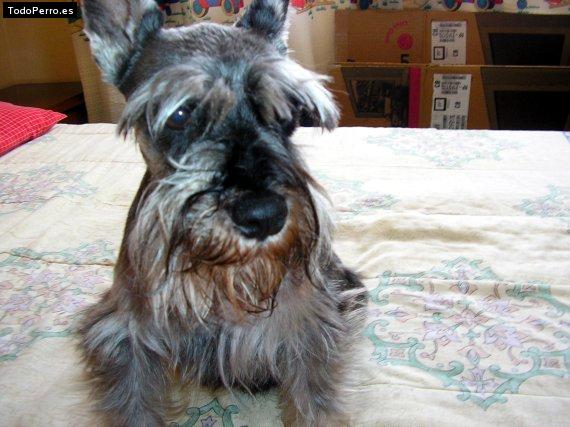 La foto del perro