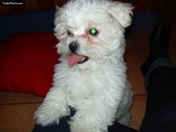 La foto del perro