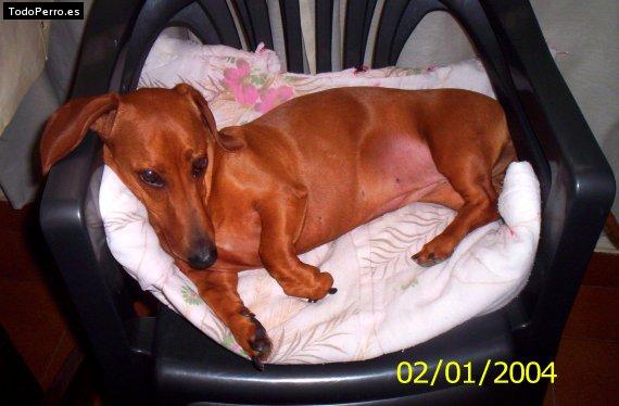 Foto del perro Umma