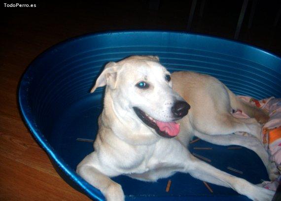 Foto del perro Noa