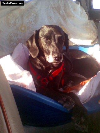 Foto del perro Tronchi ponchi