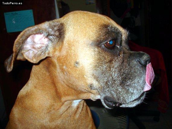La foto del perro