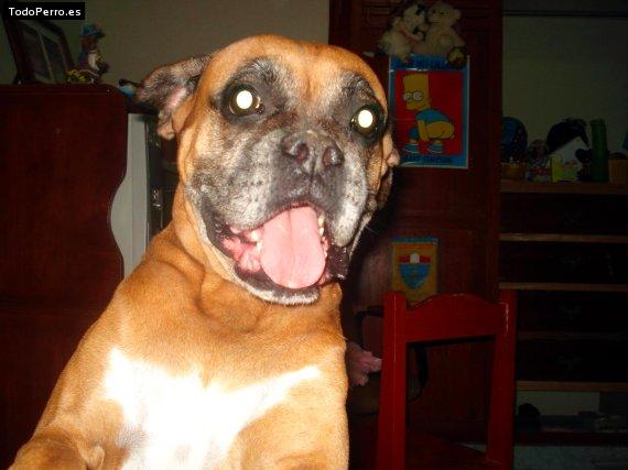 La foto del perro