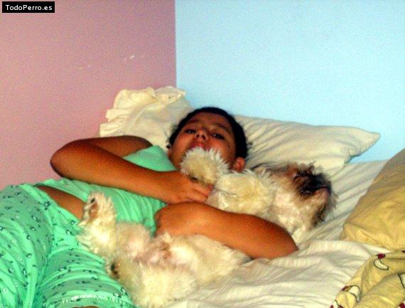 La foto del perro