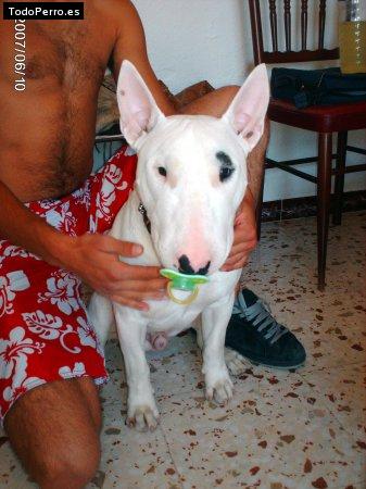 La foto del perro