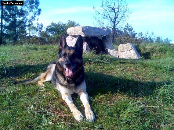 La foto del perro