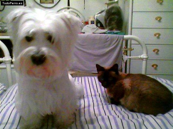 La foto del perro