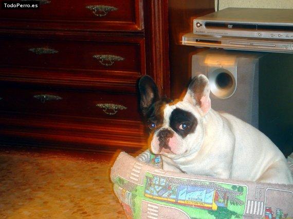 La foto del perro
