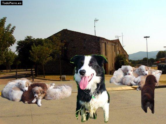 La foto del perro