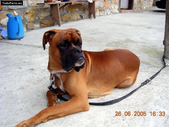 La foto del perro
