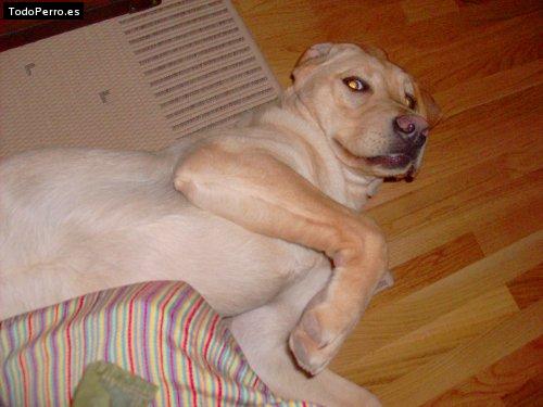 La foto del perro