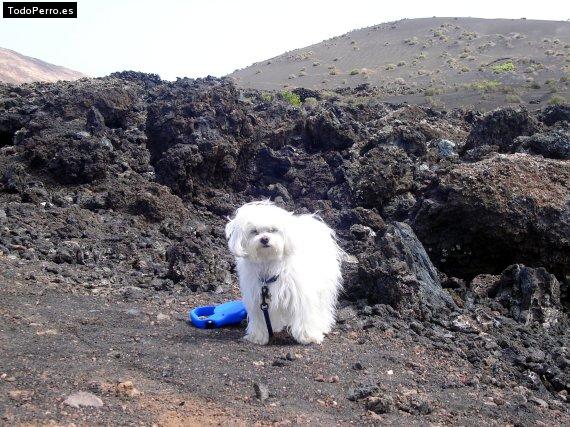 La foto del perro