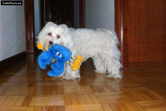 La foto del perro