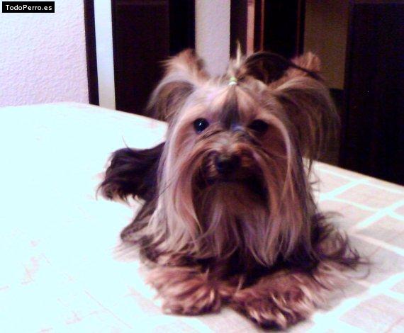 La foto del perro