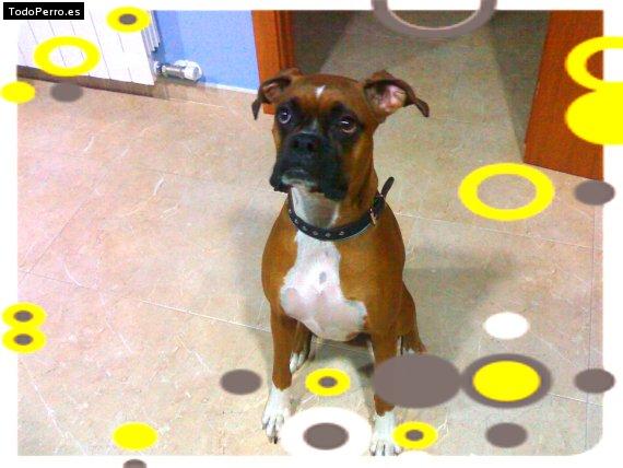 La foto del perro