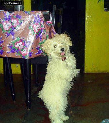 La foto del perro