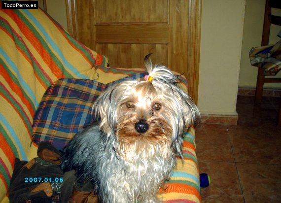 La foto del perro