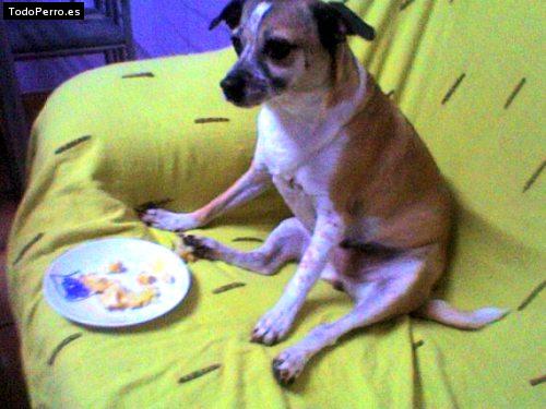 La foto del perro