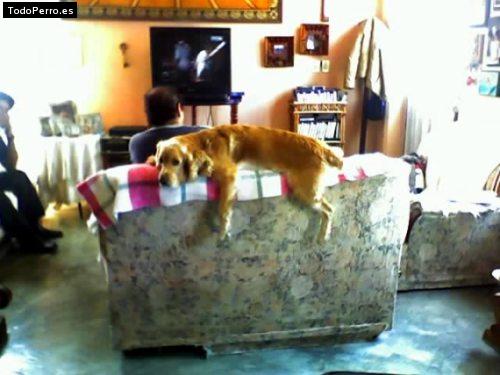 La foto del perro
