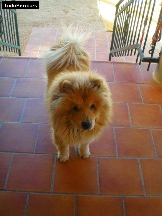 La foto del perro
