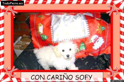 La foto del perro
