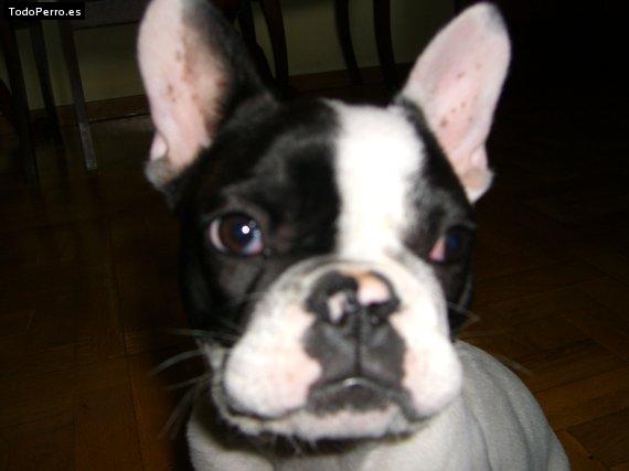La foto del perro