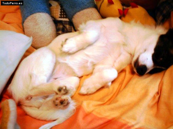 La foto del perro