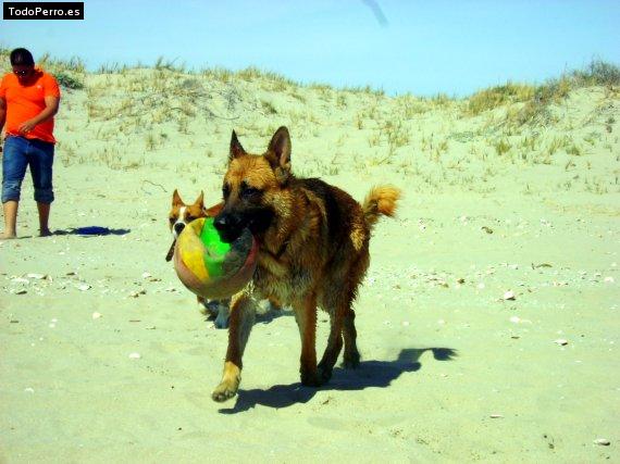 La foto del perro