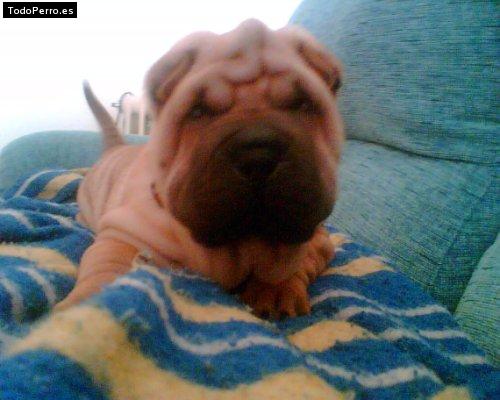 La foto del perro