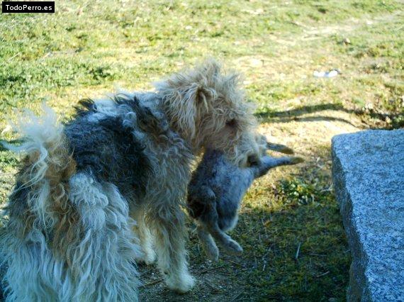 La foto del perro