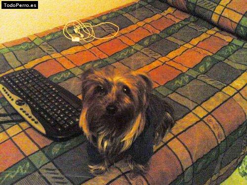 La foto del perro