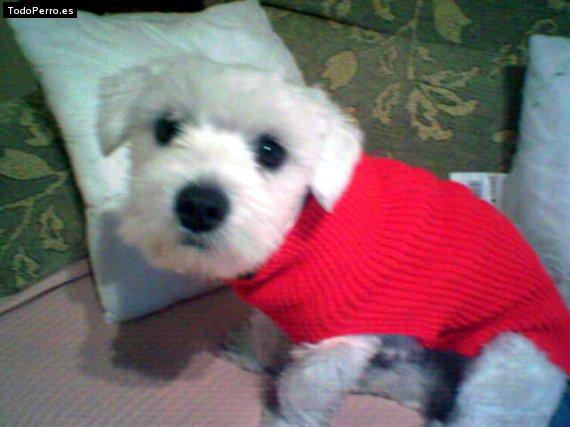 La foto del perro
