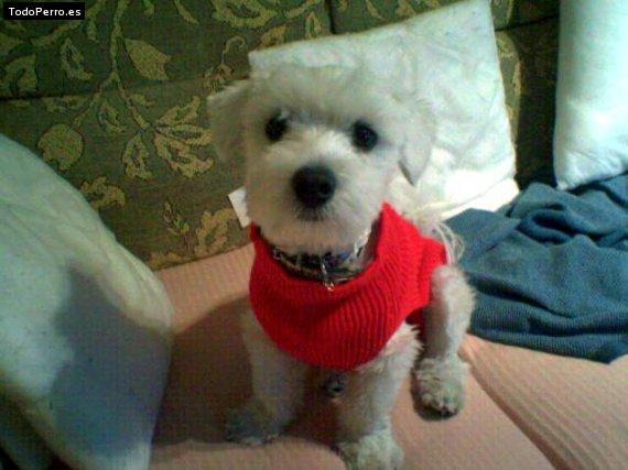 La foto del perro