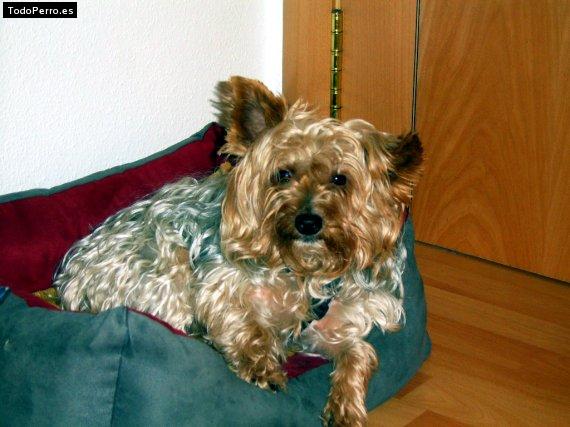 La foto del perro