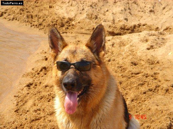 La foto del perro