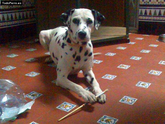 La foto del perro