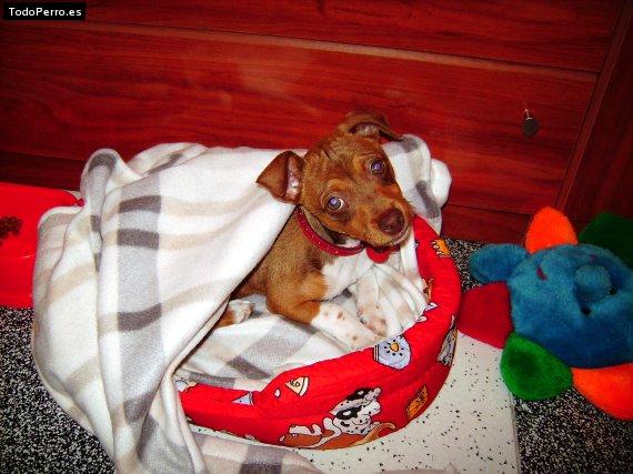 Foto del perro Mixi