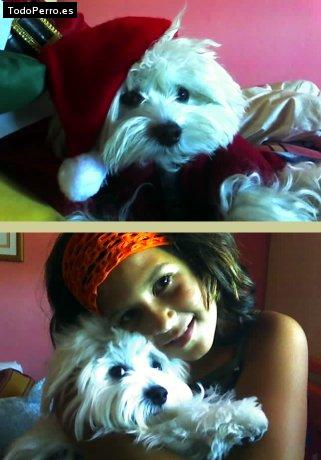 La foto del perro