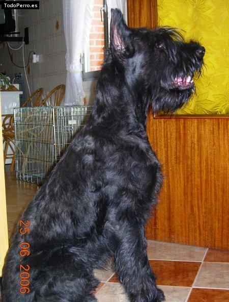 La foto del perro