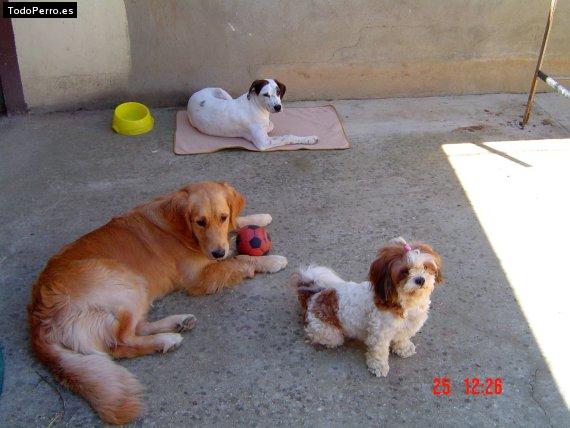 Foto del perro Nika