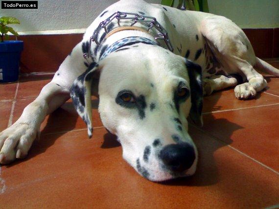 La foto del perro